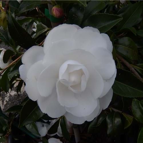 Camellia sasanqua 'Early Pearly'