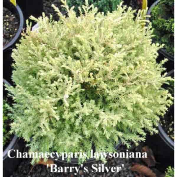 Chamaecyparis lawsoniana 'Barry's Silver'