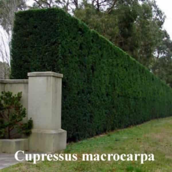 Cupressus macrocarpa | Monterey Cypress