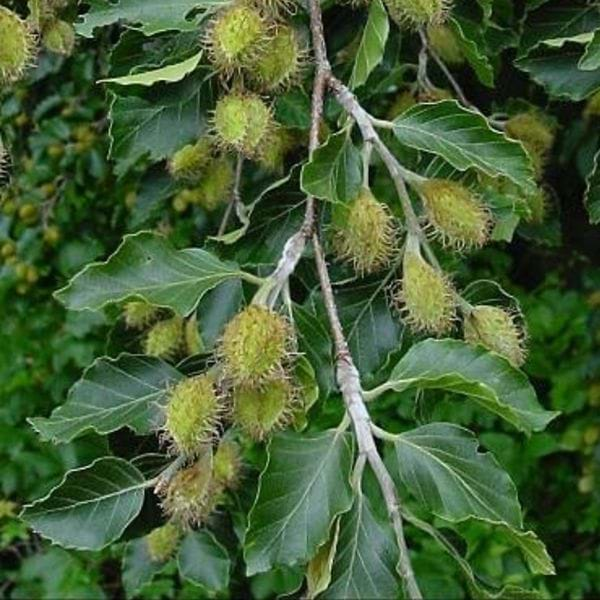 Fagus Sylvatica | European Beech | Green Beech