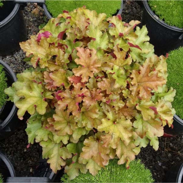 Heuchera 'Marmalade'