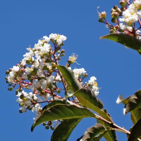 Lagerstroemia 'Natchez'