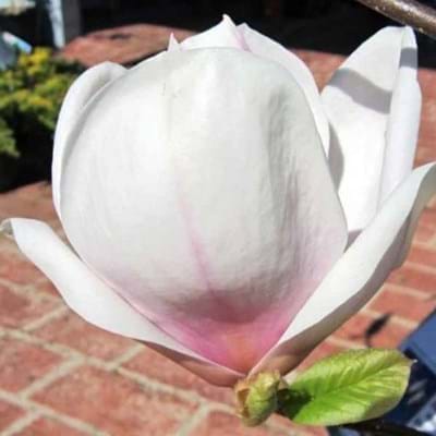 Magnolia soulangeana 'San Jose'