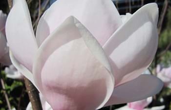 Magnolia soulangeana | Magnolia stellata