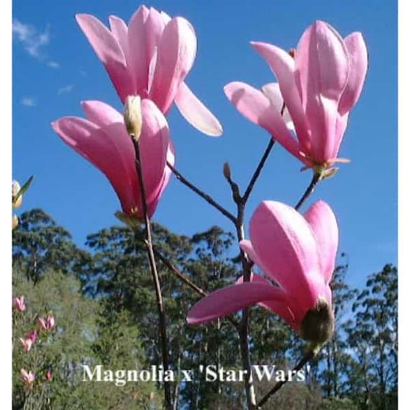 Magnolia x 'Star Wars'