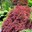 Acer palmatum dissectum Ever Red