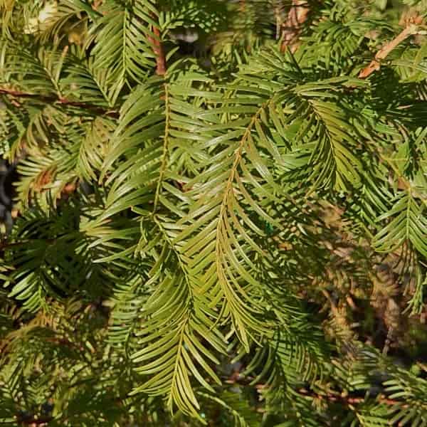 metasequoia glyptostroboides cone