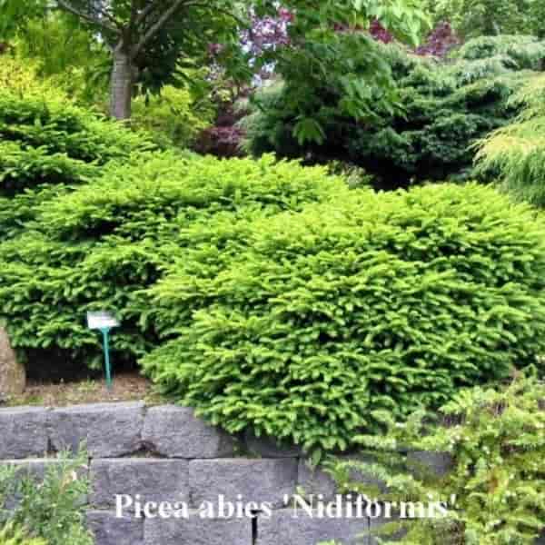 Picea abies 'Nidiformis' | Bird's Nest Spruce