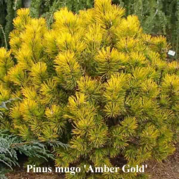 Pinus mugo 'Amber Gold' | Mugo Pine