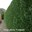 Thuja plicata Fastigiata |Hedging conifer | Western Red Cedar