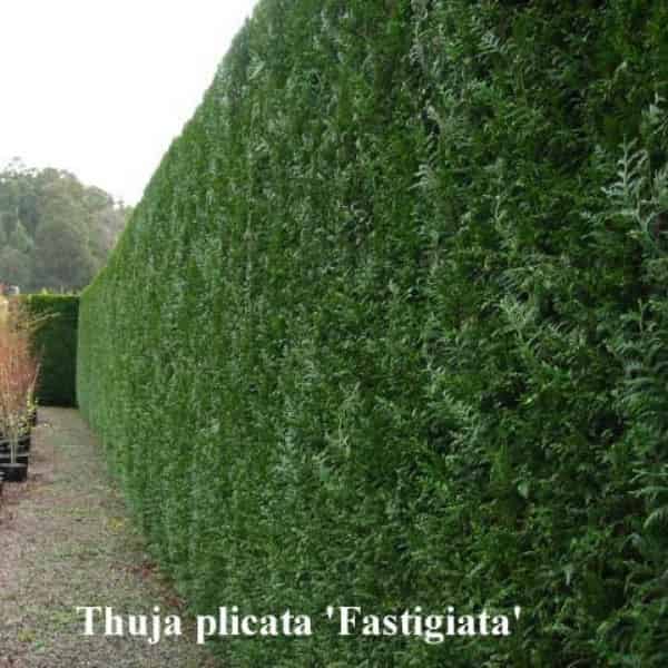 Thuja plicata 'Fastigiata' | Upright Western Red Cedar
