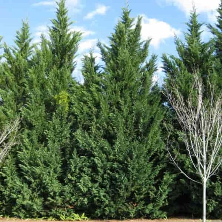 Cupressocyparis leylandii Leightons Green Leyland Cypress