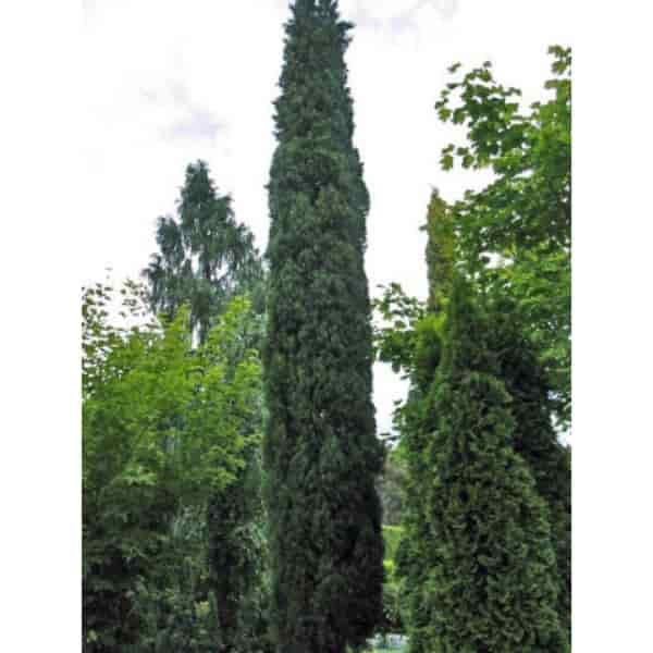 Cupressus Sempervirens 'Glauca' | Glauca Pencil Pine Conifer